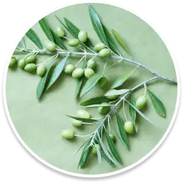 Elaion Tree Leaf Extract ingredient in Bazopril for blood pressure and cholesterol